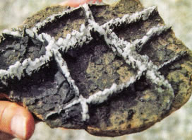 This unusual growth of calcite formed in cracks in a layer of pyrolusite, which later disintegrated.