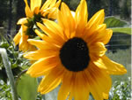 salida sunflower