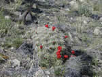 colorado cactus