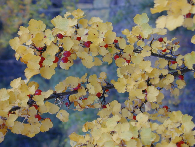 Colorful gooseberries.