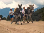 burro racing